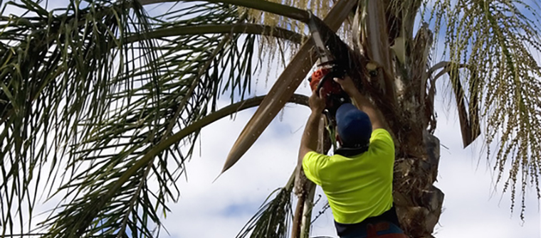 Palm Tree Maintenance - Arbor Care